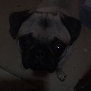 Meet your Posher, Harley